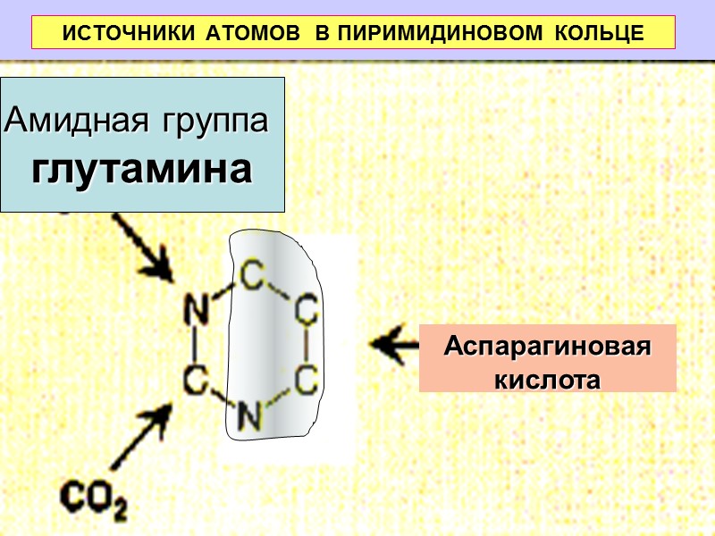 ИСТОЧНИКИ АТОМОВ  В ПИРИМИДИНОВОМ КОЛЬЦЕ Аспарагиновая  кислота Амидная группа  глутамина